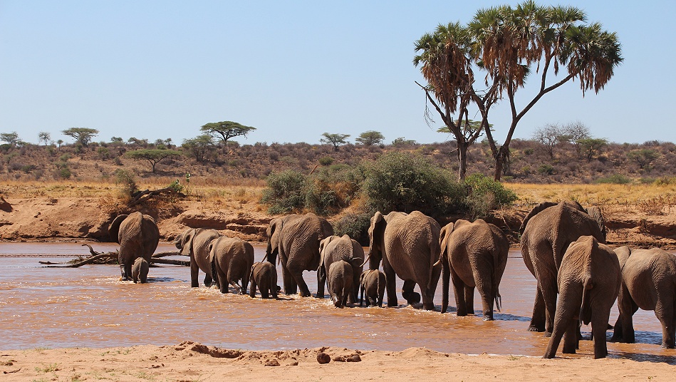 Elefanten Herde schreitet durch den Ewaso Ngiro