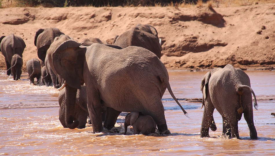 Elefanten Herde schreitet durch den Ewaso Ngiro