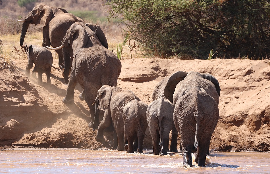 Elefanten Herde schreitet durch den Ewaso Ngiro