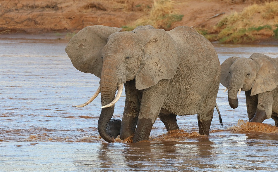 Elefantenherde durchquert den Ewaso Ngiro Fluss