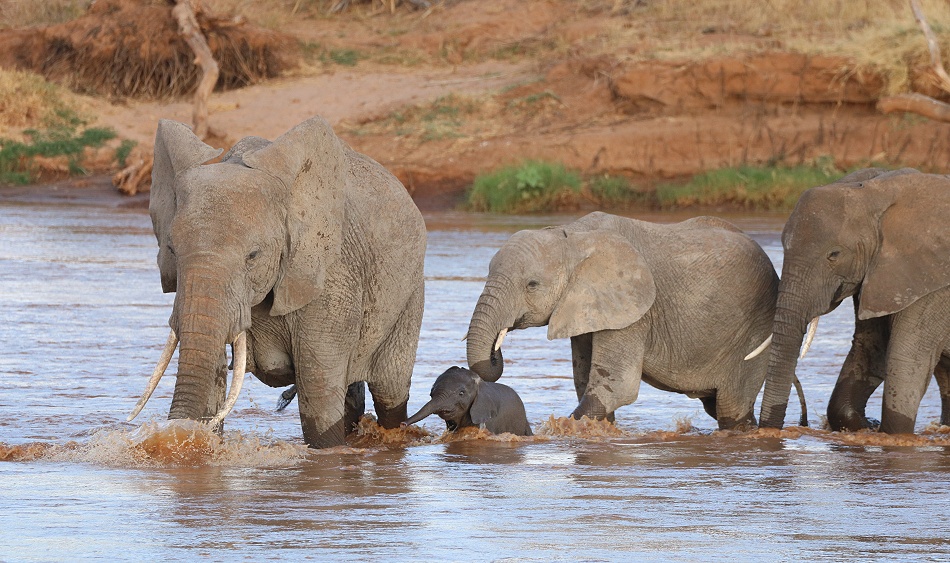 Elefantenherde durchquert den Ewaso Ngiro Fluss