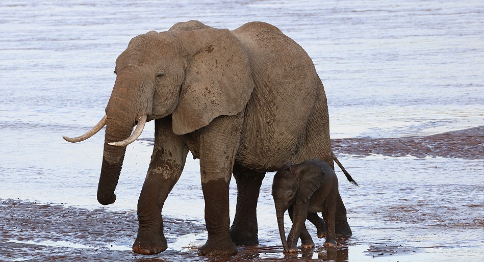 Elefantenherde durchquert den Ewaso Ngiro Fluss