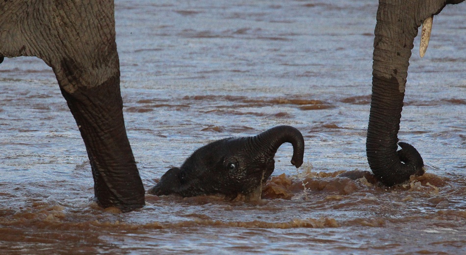 Elefantenherde durchquert den Ewaso Ngiro Fluss