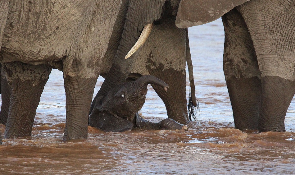 Elefantenherde durchquert den Ewaso Ngiro Fluss