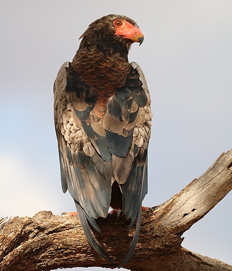 Gaukler Adler, Samburu