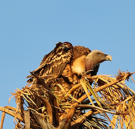 R&uuml;ppelgeier in Doumpalme