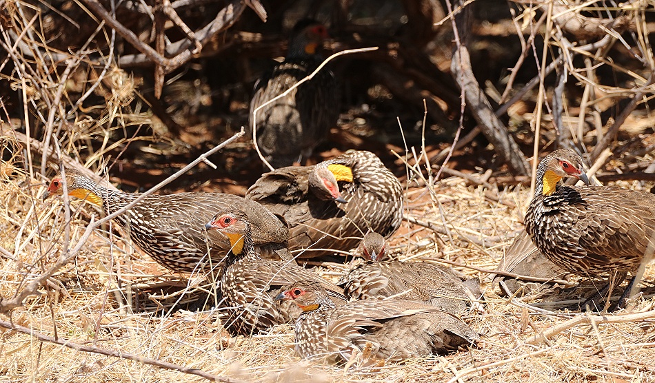 Gelbkehlfrankoline im Samburu