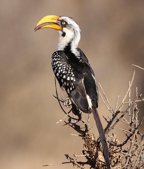 Gelbschnabel Toko im Samburu