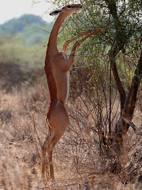 Giraffenhalsantilope, frisst vom Busch