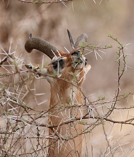 Giraffenhalsantilope, frisst vom Busch