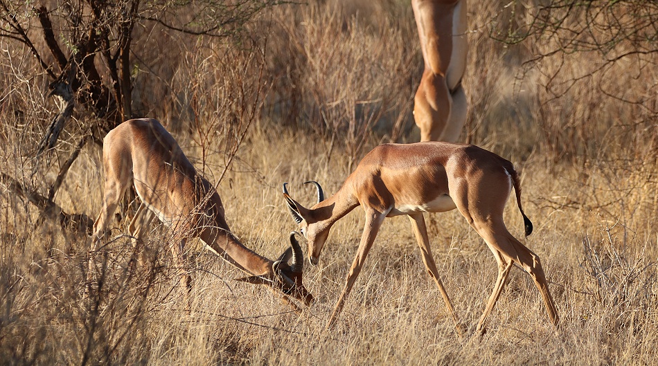 k&auml;mpfende Giraffenhalsantilopen, Gerenuks