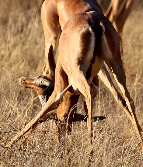 k&auml;mpfende Giraffenhalsantilopen, Gerenuks