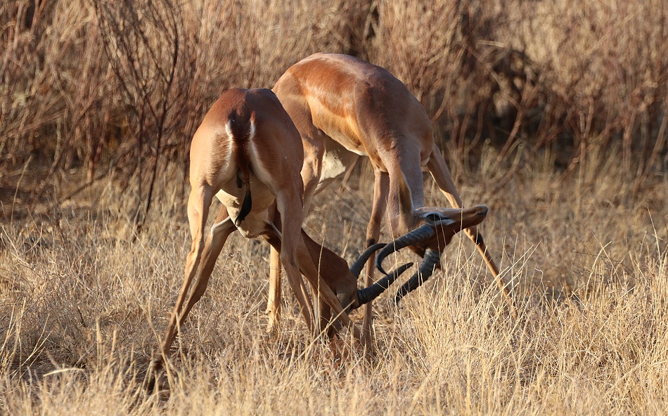 k&auml;mpfende Giraffenhalsantilopen, Gerenuks
