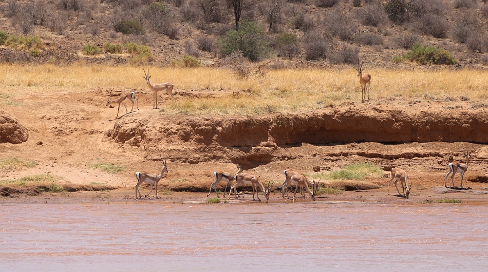 &Ouml;stliche Grantgazellen am Ufer des Ewaso Ngiro