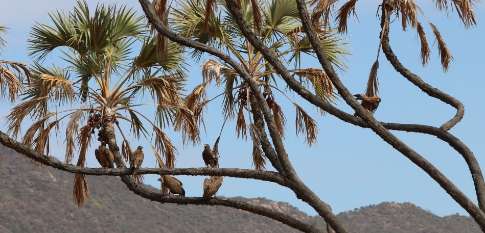 R&uuml;ppelgeier und Raubadler in Doumplame