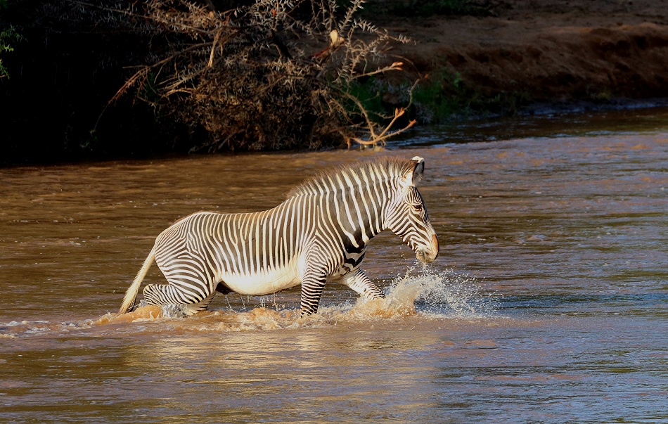 Grevyzebra versucht den Ewaso Ngiro Fluss zu durchqueren und trifft auf ein Krokodil