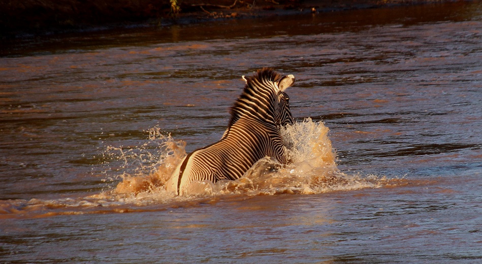 Grevyzebra versucht den Ewaso Ngiro Fluss zu durchqueren und trifft auf ein Krokodil