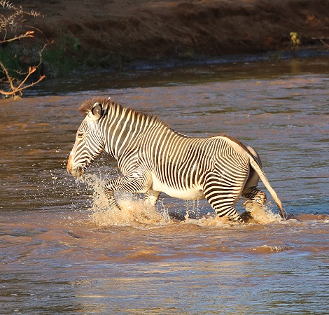 Grevyzebra versucht den Ewaso Ngiro Fluss zu durchqueren und trifft auf ein Krokodil