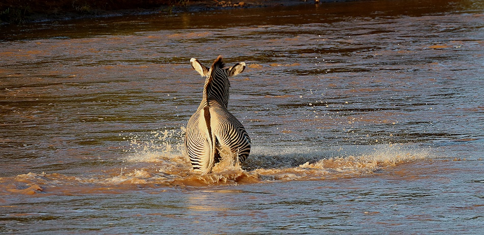Grevyzebra versucht den Ewaso Ngiro Fluss zu durchqueren und trifft auf ein Krokodil