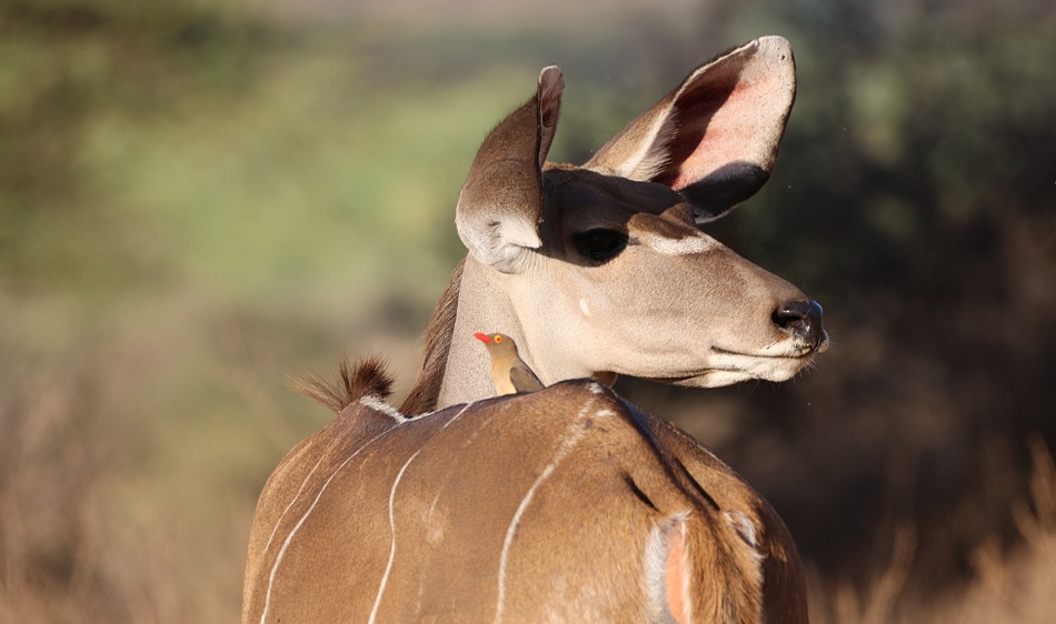 Gro&szlig;er Kudu, Weibchen - Samburu Reservat