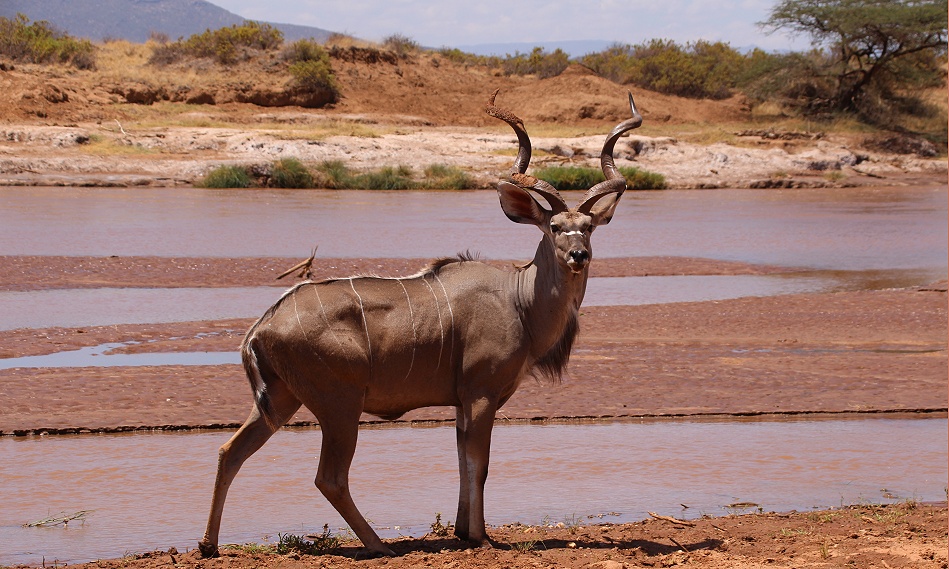 Gro&szlig;er Kudu am Ufer des Ewaso Ngiro