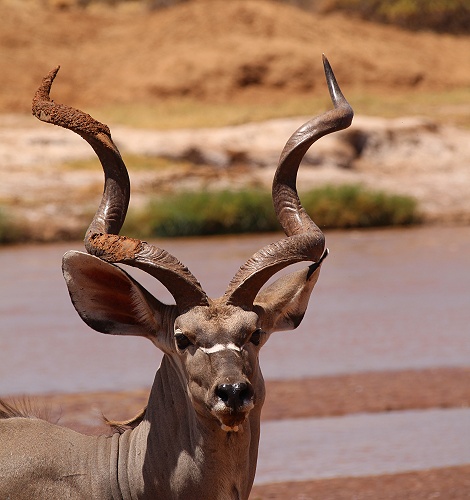 Gro&szlig;er Kudu am Ufer des Ewaso Ngiro