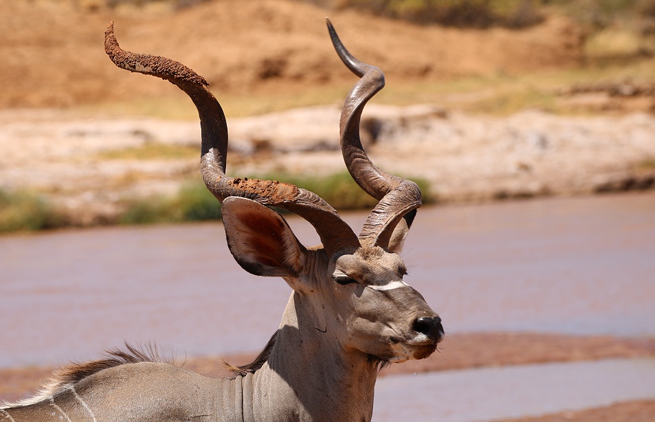 Gro&szlig;er Kudu am Ufer des Ewaso Ngiro