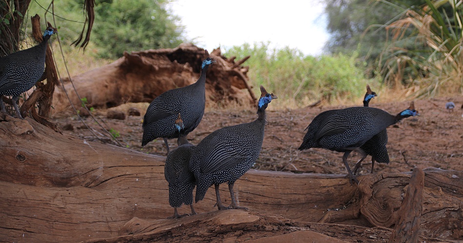 Helmperh&uuml;hner im Samburu