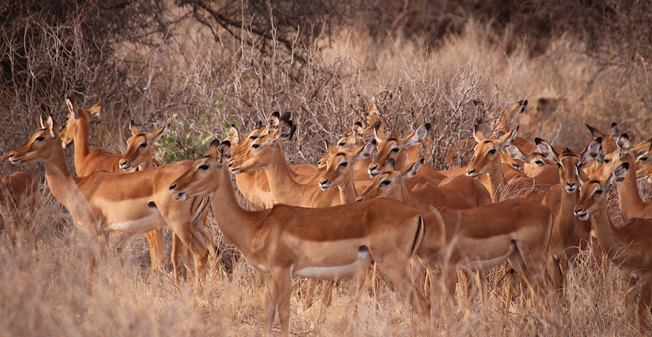 Impala Herde