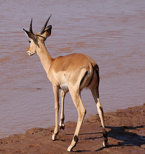 Impalas aam Ufer des Ewaso Ngiro