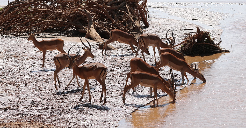 Impalas aam Ufer des Ewaso Ngiro