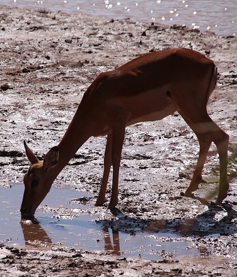 Impalas aam Ufer des Ewaso Ngiro