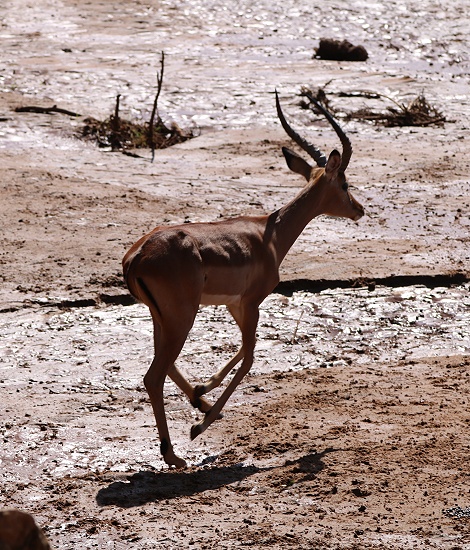 Impalas aam Ufer des Ewaso Ngiro
