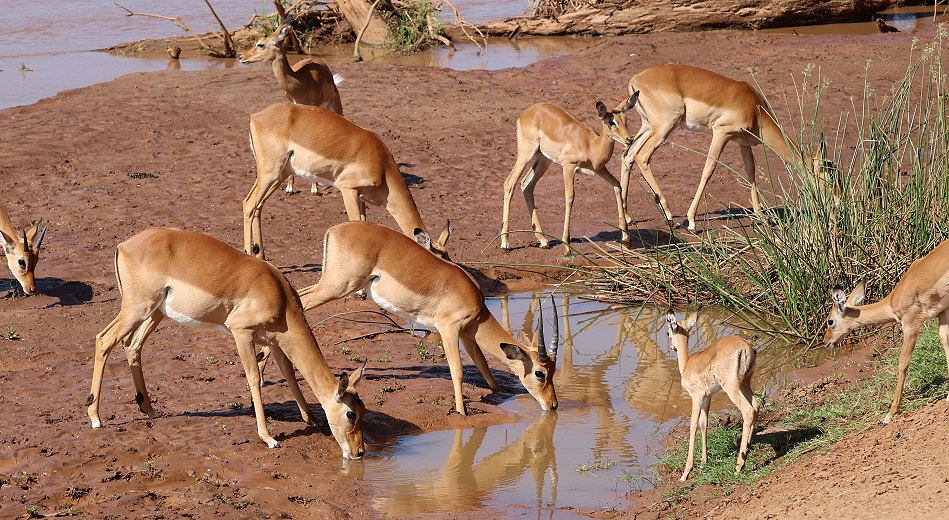 Impalas aam Ufer des Ewaso Ngiro