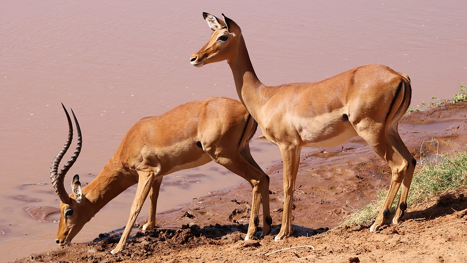 Impalas aam Ufer des Ewaso Ngiro