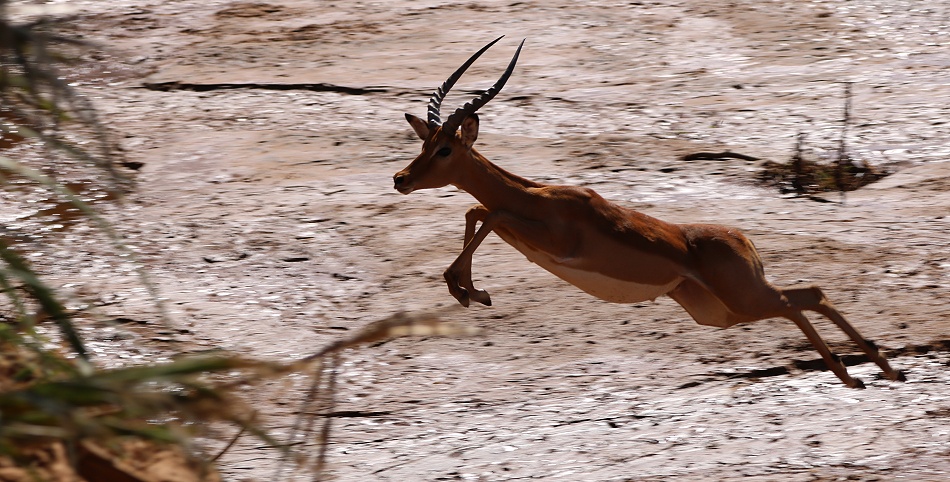 Impalas aam Ufer des Ewaso Ngiro