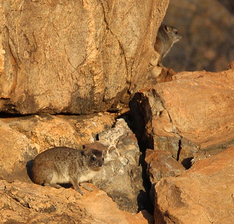 Klippschliefer im Samburu