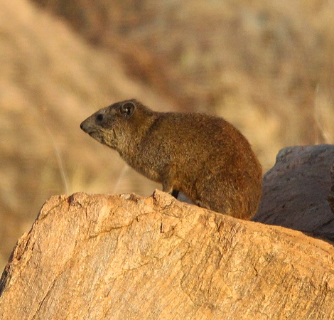 Klippschliefer im Samburu