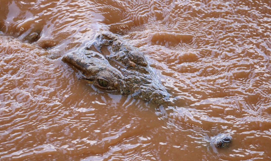 Nilkrokodil, am Soroi Larsens Camp