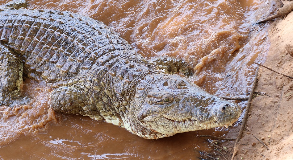 Nilkrokodil am Larsens Camp