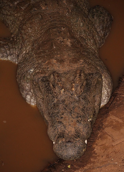 Nilkrokodilbulle am Ufer des Ewaso Ngiro