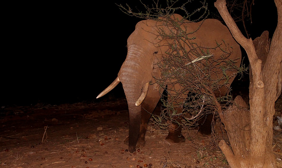 Elefantenbegegnung im Larsens Camp