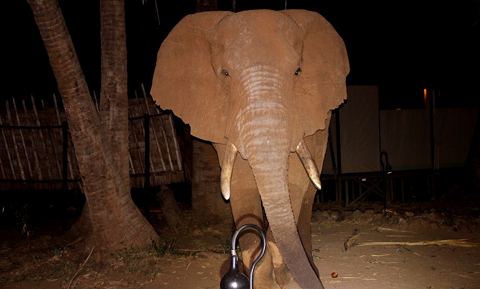Elefantenbegegnung im Larsens Camp