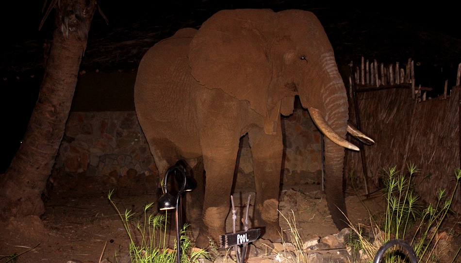 Elefantenbegegnung im Larsens Camp