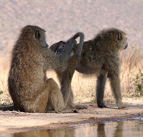 Anubispaviane am Fotohide im Soroi Larsens Camp
