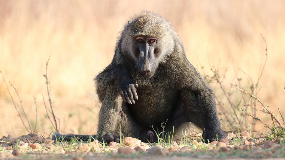 Anubispaviane am Fotohide im Soroi Larsens Camp