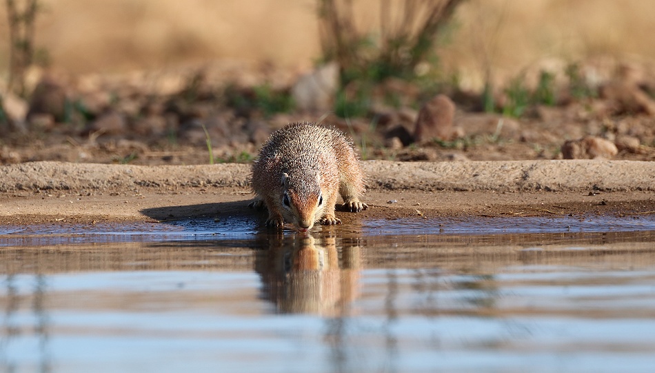 Bushh&ouml;rnchen am Fotohide im Soroi Larsens Camp