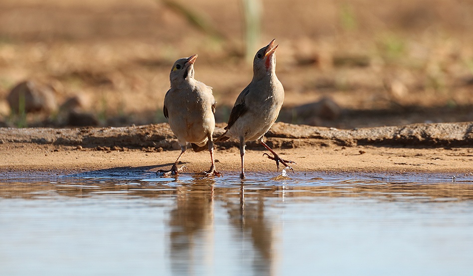 Lappenstare, Hennen am Fotohide im Soroi Larsens Camp