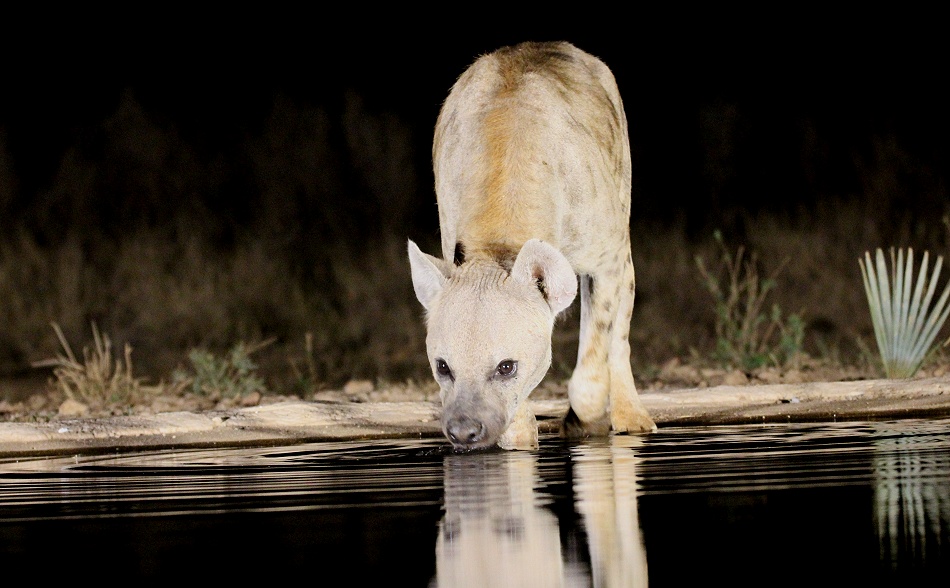 Nachts im Soroi Larsens Camp Photo Hide, T&uuml;pfelhy&auml;ne