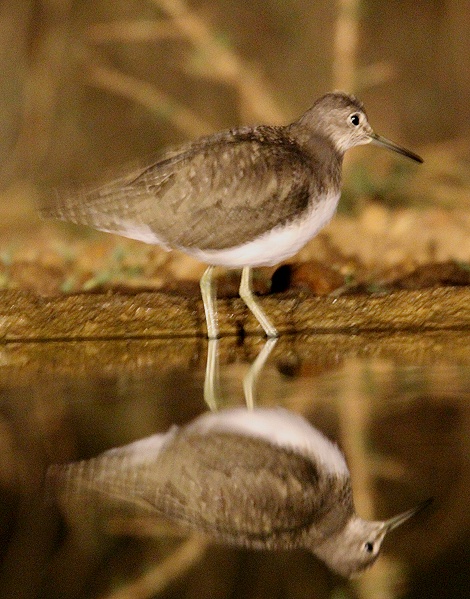 Nachts im Soroi Larsens Camp Photo Hide, Sandpiper